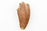 Serrated, Raptor Tooth - Real Dinosaur Tooth #196391-1